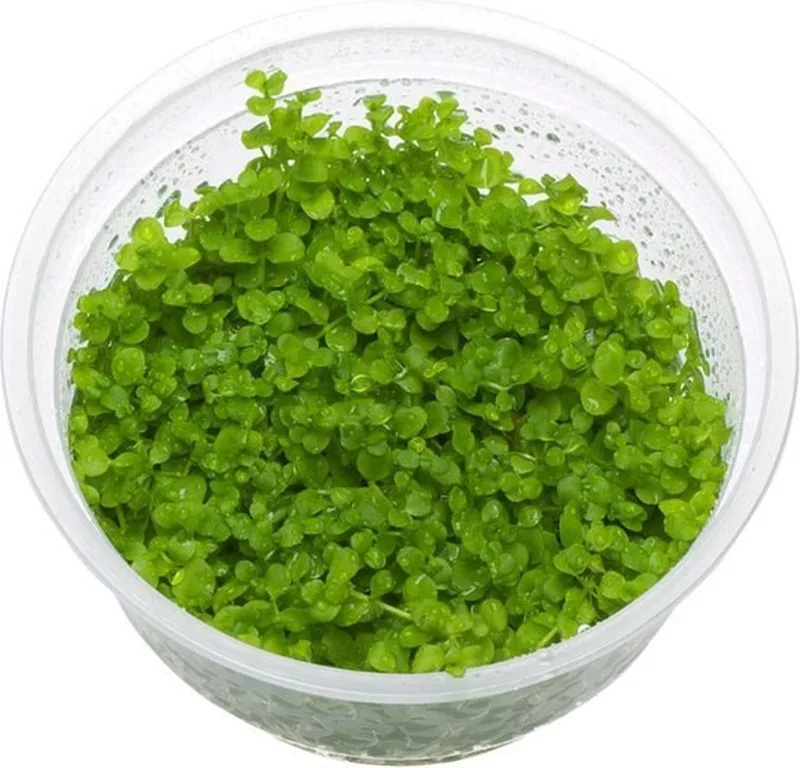 Micranthemum Monte Carlo 100cc cup - Aquariumplanten InVitro - Aquarium decoratie de Moerings en Vert – photo produit