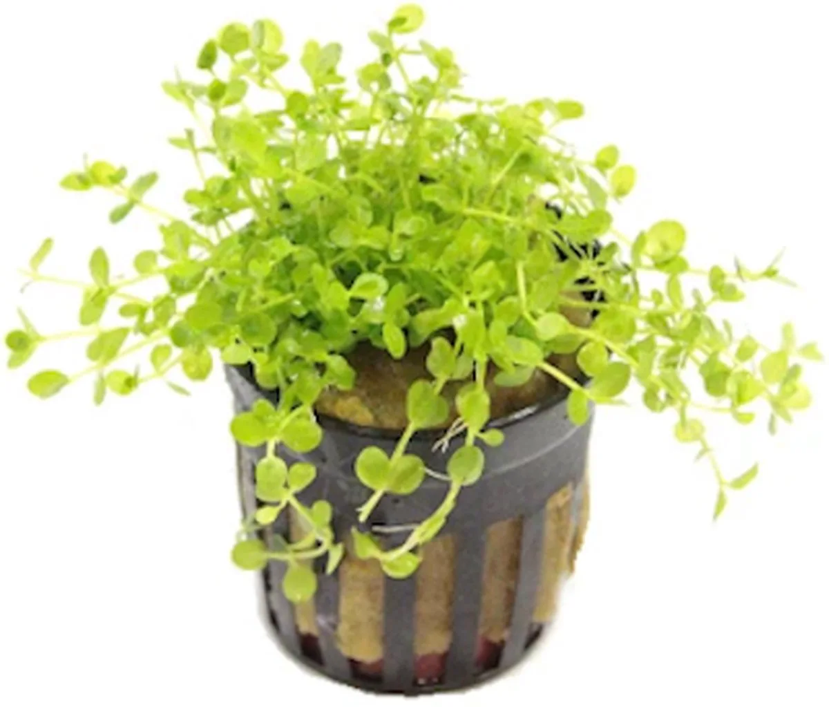 Micranthemum Monte Carlo | Nieuw Parelkruid | in 5cm pot P5 de Moerings en Vert – photo produit