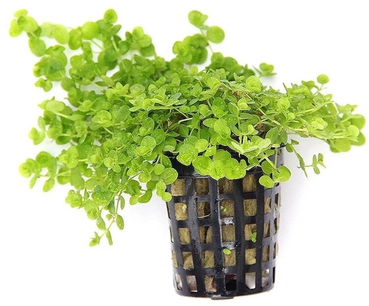 Micranthemum Umbrosum | Parelkruid | in 5 cm pot de Moerings en Vert – photo produit