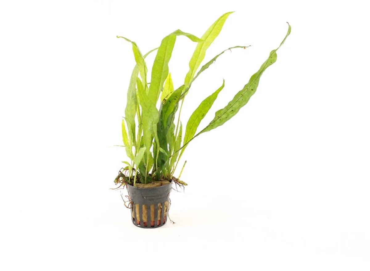 Microsorum Narrow Leaf | Javavaren | in 5 cm pot från Moerings i Grön – produktbild