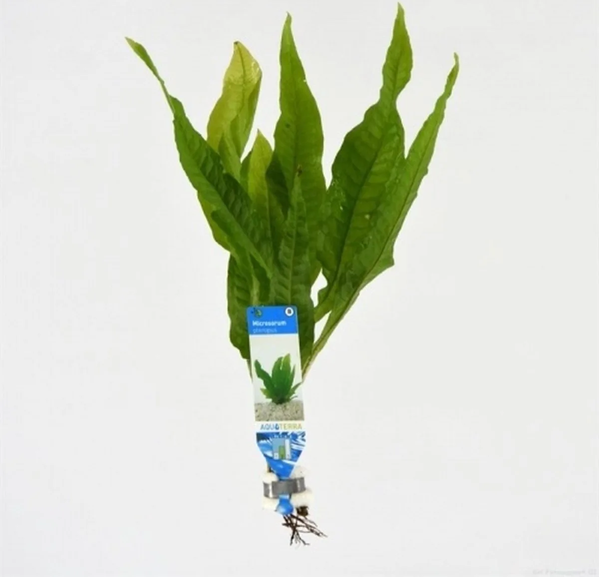 Microsorum Pteropus | Javavaren | in bos met loodje Waterplant från Moerings i Grön – produktbild