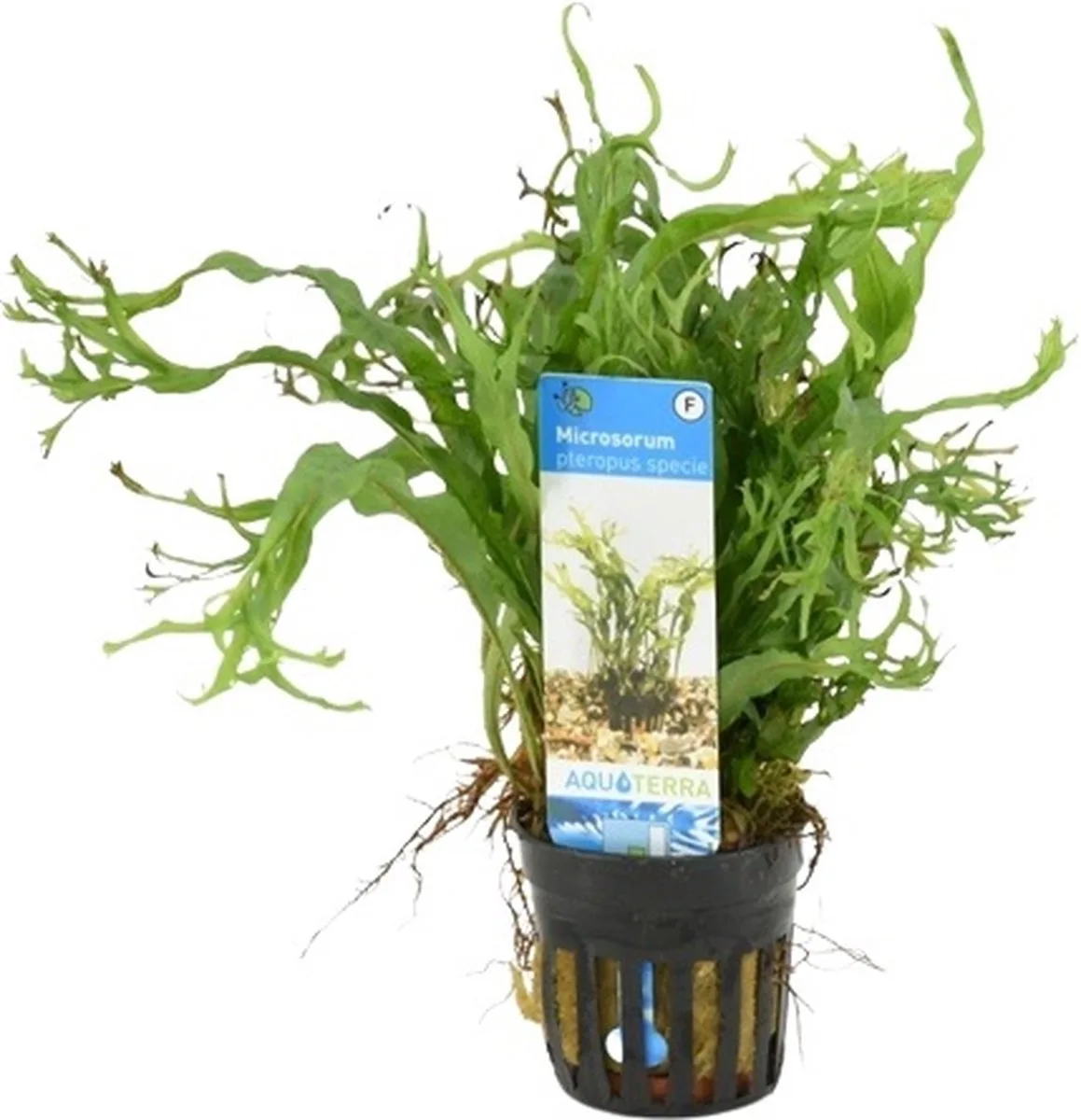 Microsorum Pteropus Specie | Javavaren | in 5 cm pot de Moerings en Vert – photo produit