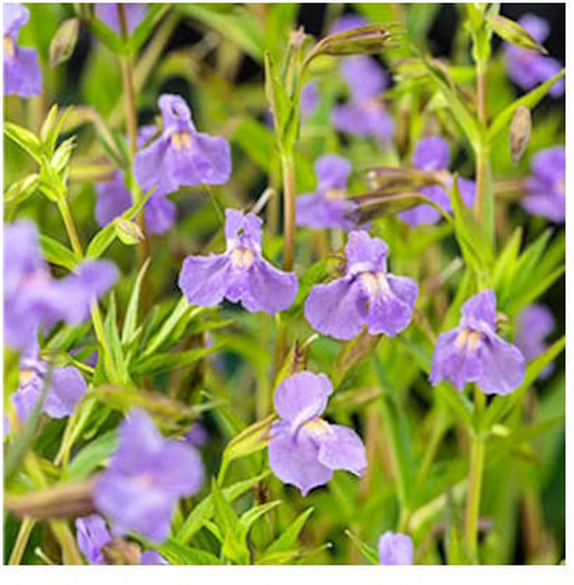 Mimulus Ringens | Maskerbloem | In 18CM Mand Kant en Klaar de Moerings en Violet – photo produit