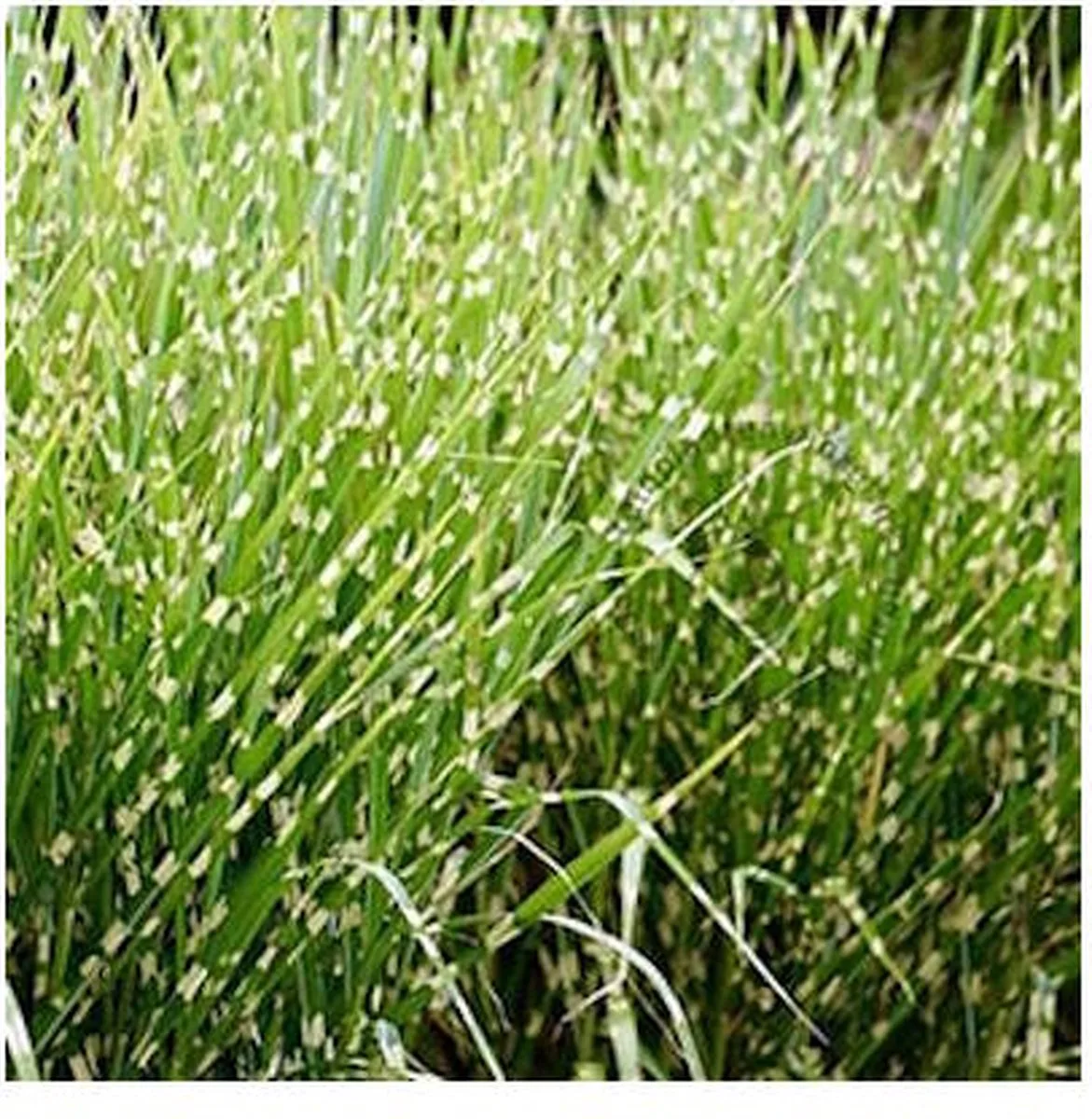 Miscanthus Zebrinus | Zebrariet | In 9CM pot de Moerings en Vert – photo produit