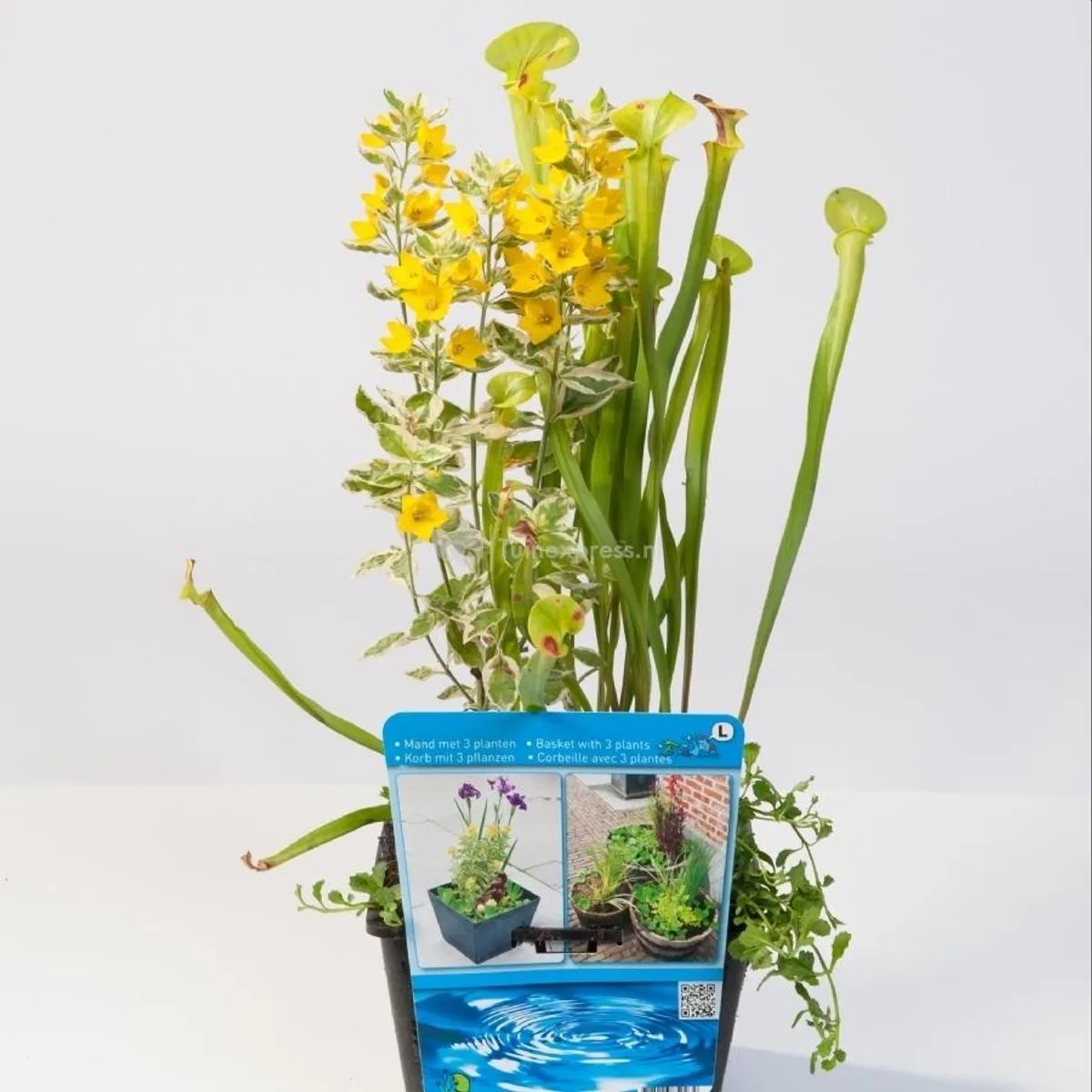 Mix Waterplanten | In 18CM Mand de Moerings en Jaune – photo produit