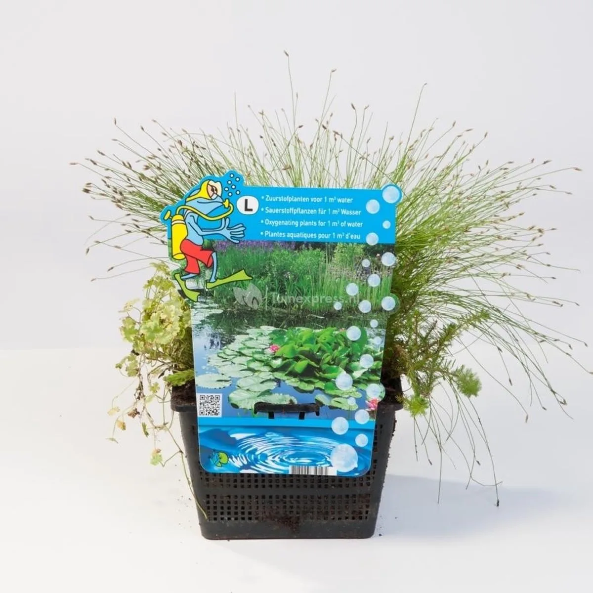 Mix Zuurstofplanten | In 18CM Mand de Moerings en Vert – photo produit