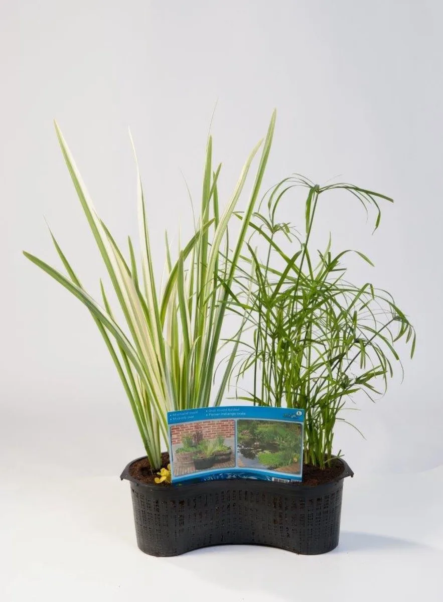Mixmand met Drijfring fra Moerings i Mix – produktbillede