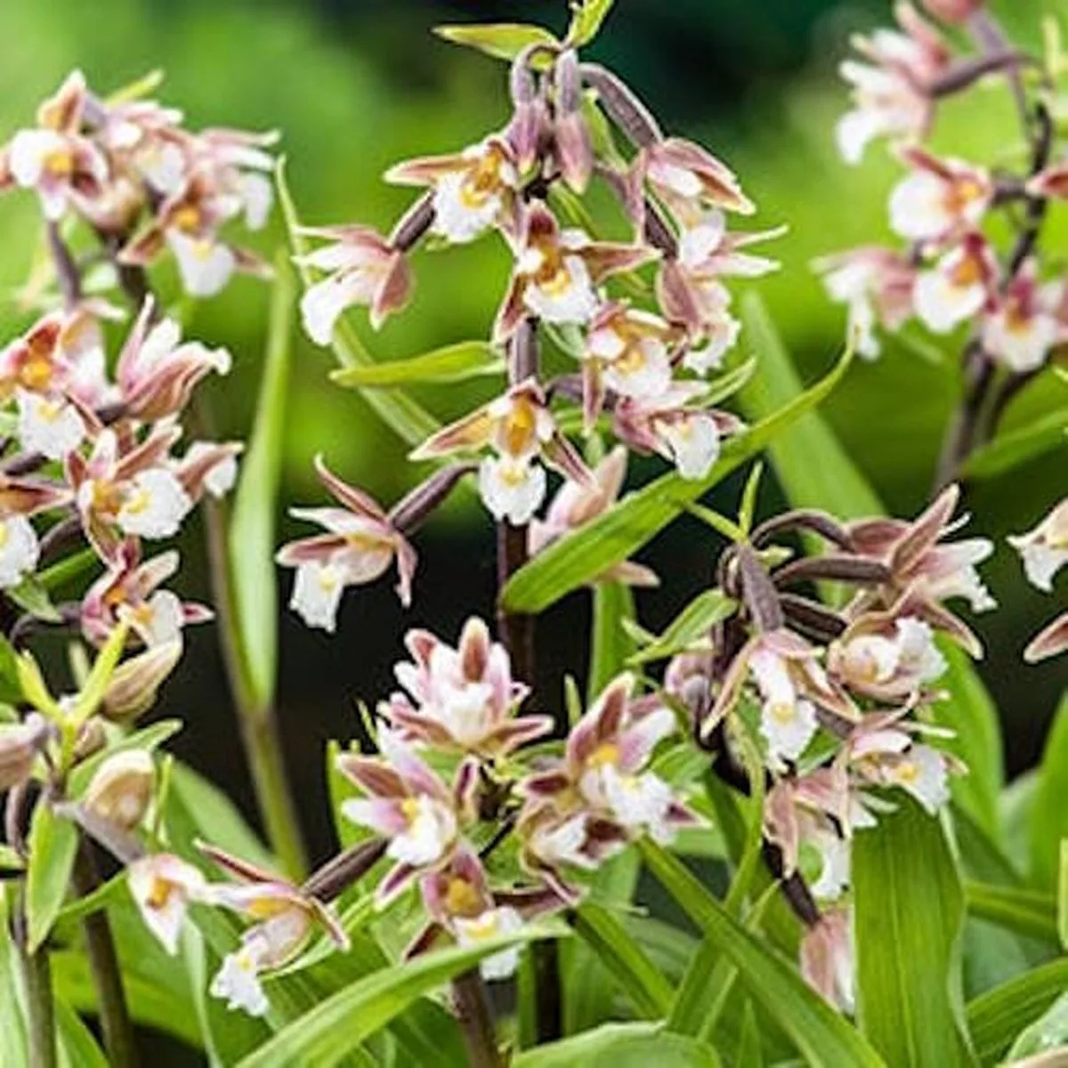 Moeraswespenorchis Epipactis PalustrisMoerings från Moerings – produktbild