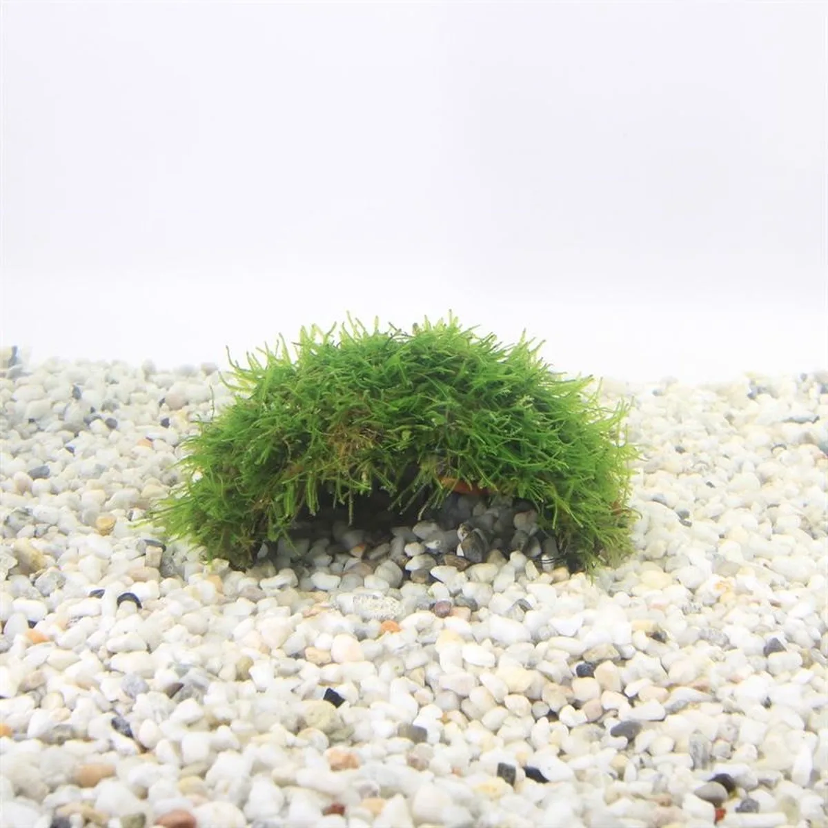 Moerings 1-gaats cocosnoot met javamos Waterplant de Moerings en Vert – photo produit