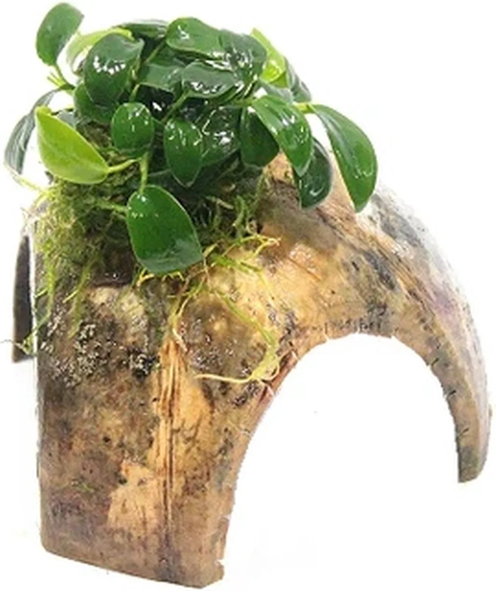 Moerings 3-gaats cocosnoot met anubias Waterplant de Moerings en Vert – photo produit