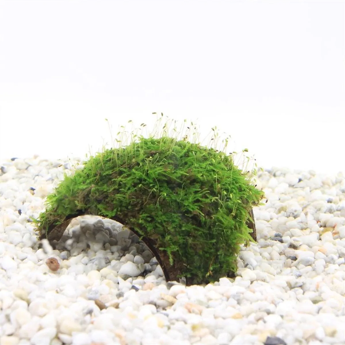Moerings 3-gaats cocosnoot met javamos Waterplant de Moerings en Marron – photo produit