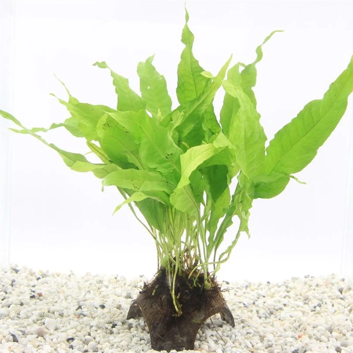 Moerings 3-gaats cocosnoot met microsorum Waterplant de Moerings en Vert – photo produit