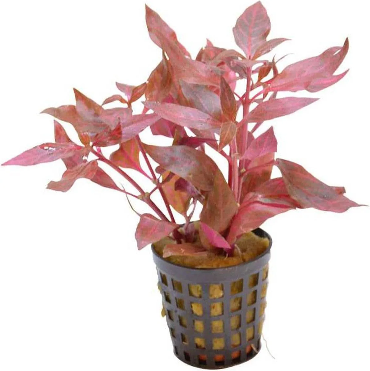 Moerings - 6x Alternanthera cardinalis de Moerings en Rouge – photo produit