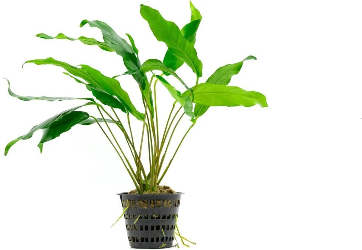 Moerings - 6x Anubias minima in pot 5 cm de Moerings en Vert – photo produit