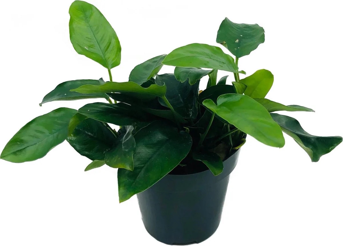 Moerings - 6x ANUBIAS NANA aquariumplant de Moerings en Vert – photo produit