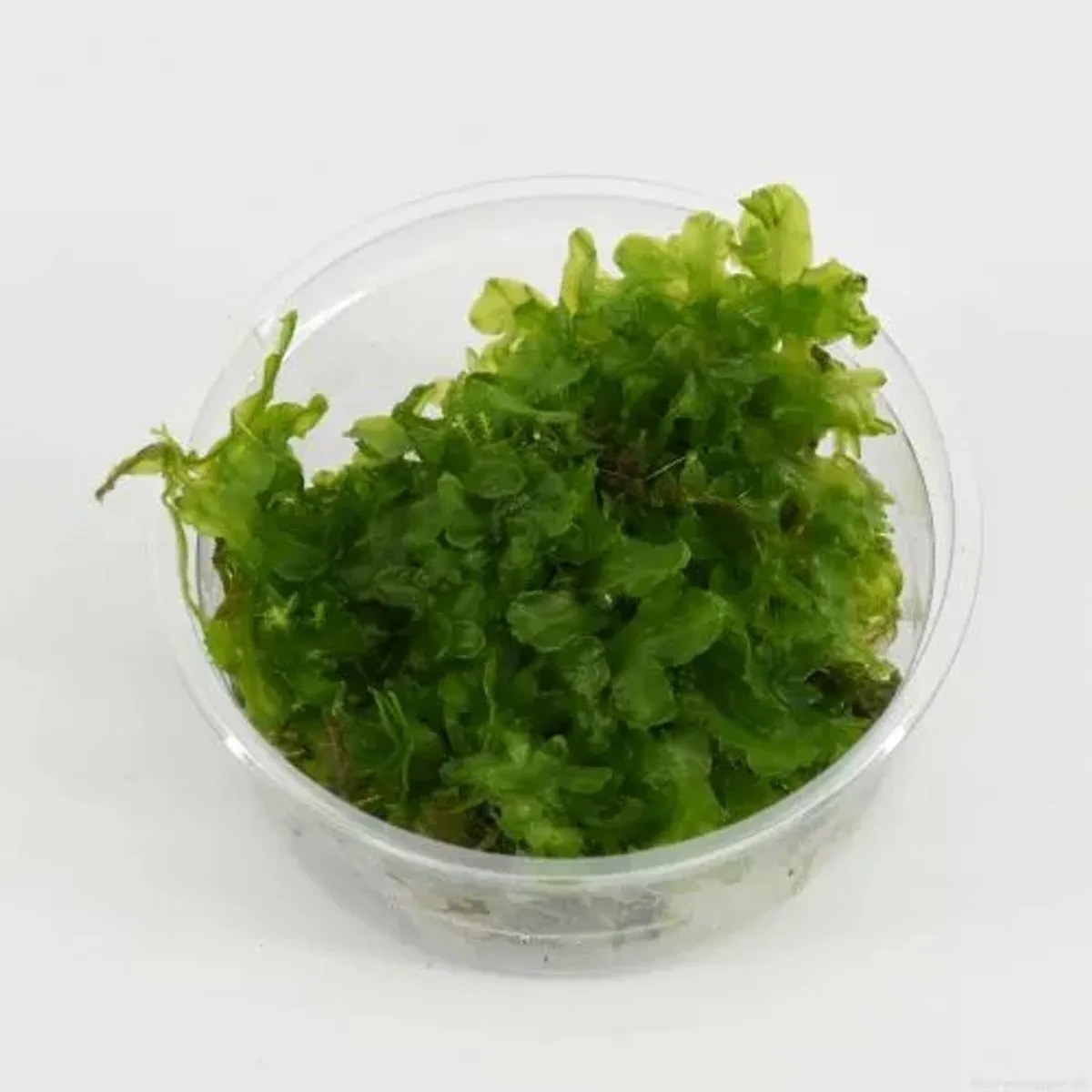 Monosolenium pelia mos in 80 cc cup Waterplant van Moerings in Groen – productfoto