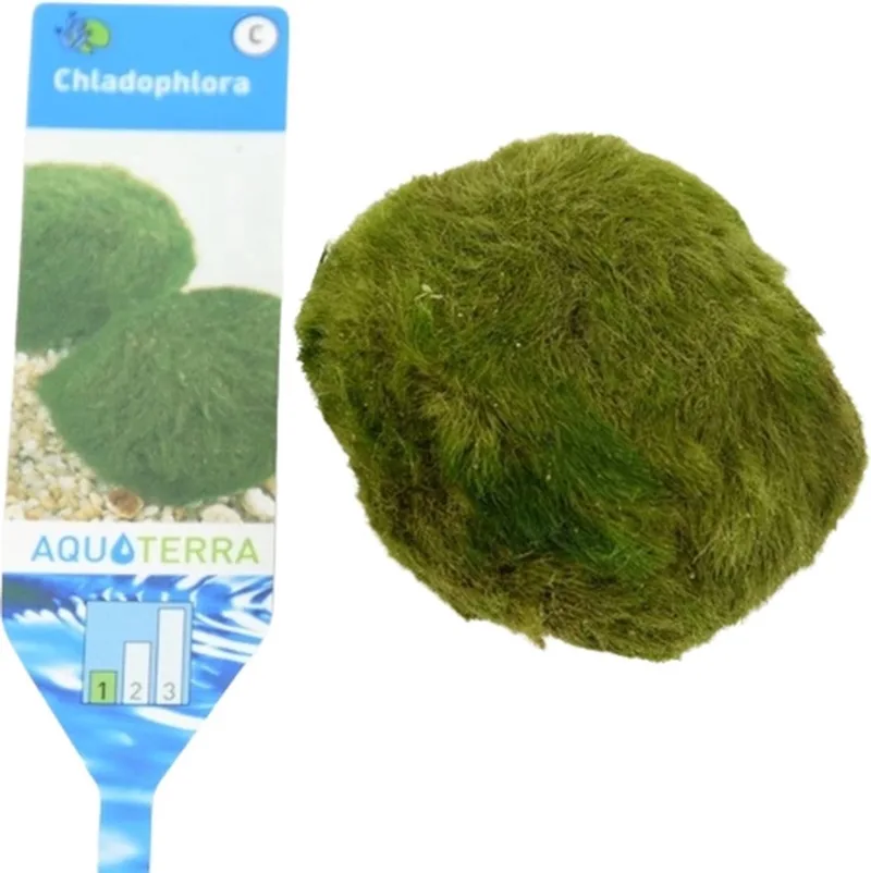 Mosbal L 5-7 cm - Aquarium mos - Aquariumplanten by Moerings in Green – product photo