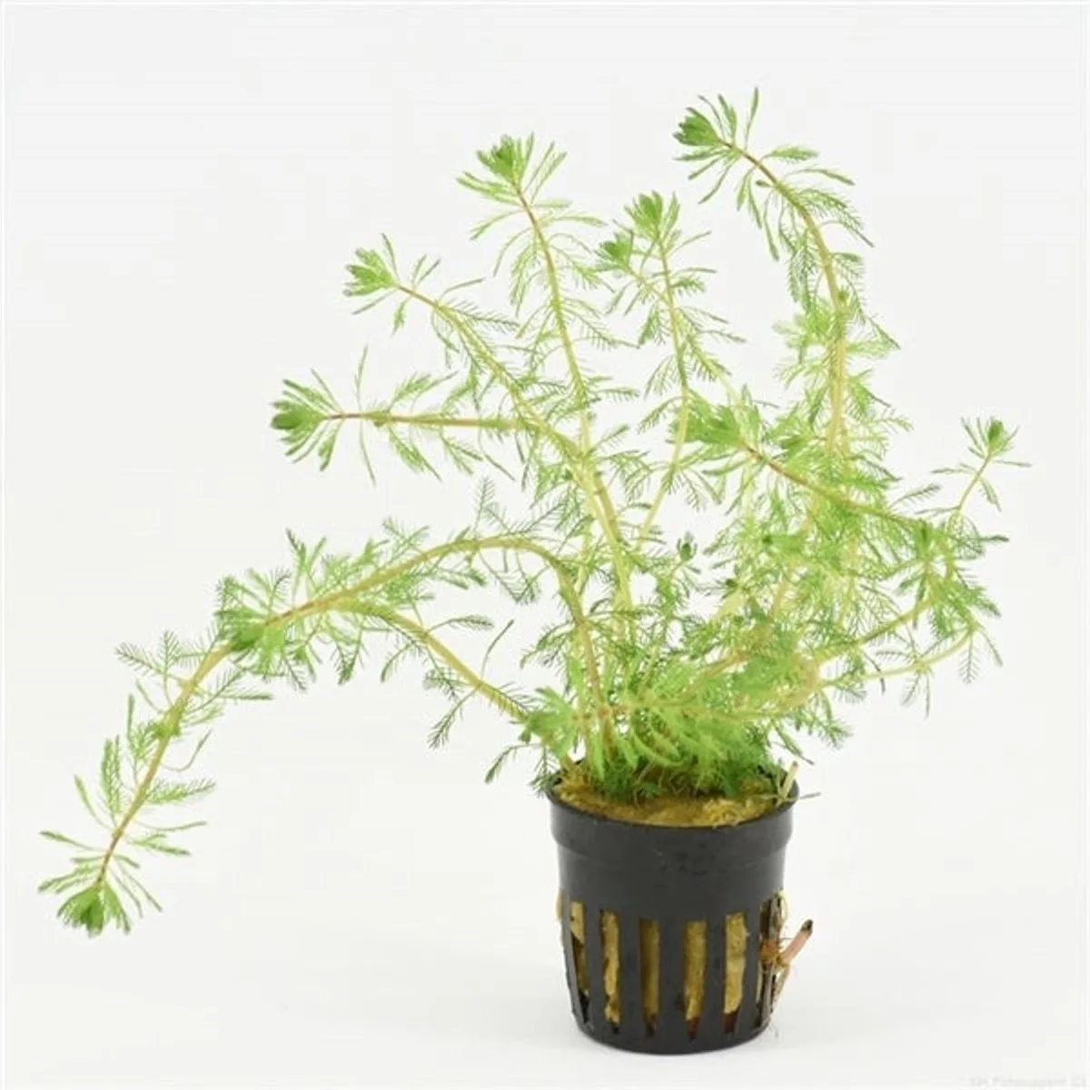 Myriophyllum Brasiliensis | Braziliaans vederkruid | in 5 cm pot de Moerings en Vert – photo produit