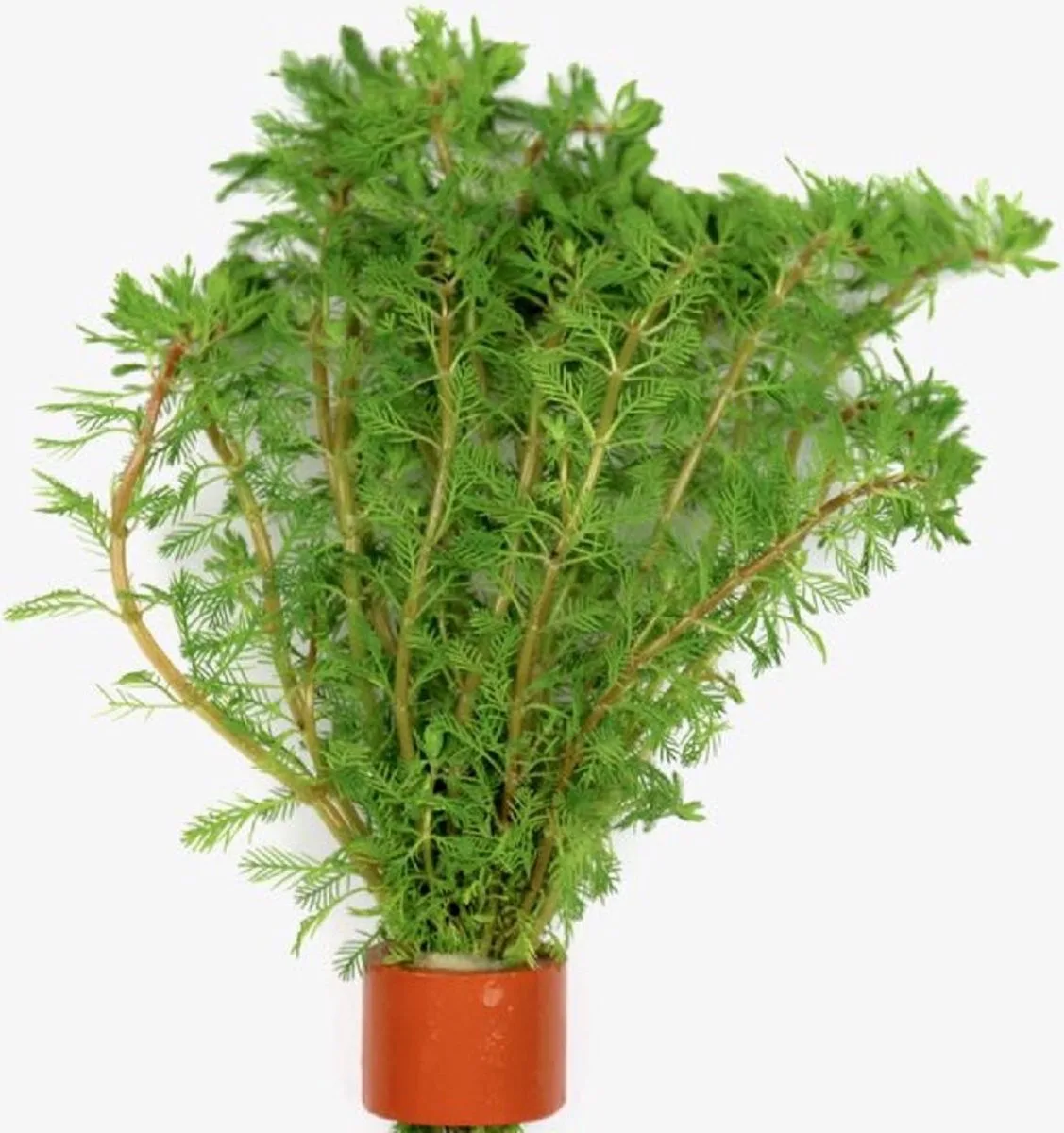 Myriophyllum Brasiliensis | Braziliaans vederkruid | in Terracotta Ring de Moerings en Bruinrood – photo produit