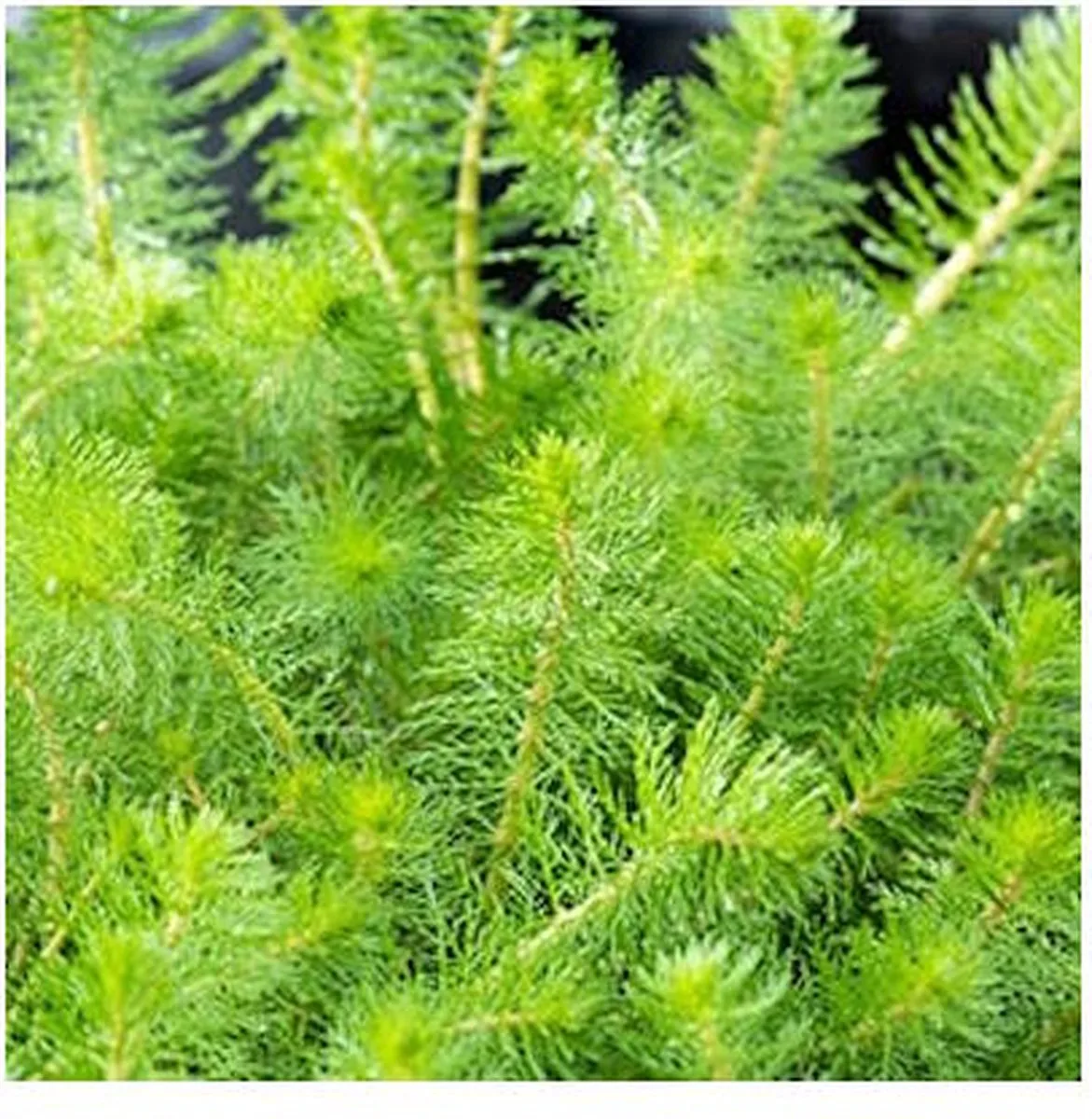 Myriophyllum Crispata | Vederkruid | In 11x11CM Mand de Moerings en Vert – photo produit