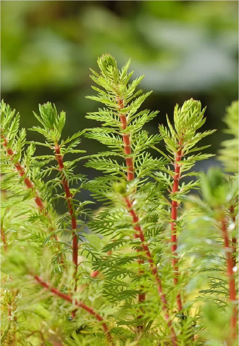 Myriophyllum Rubricaule | Braziliaans Vederkruid | In 11x11CM Mand de Moerings en Rouge – photo produit