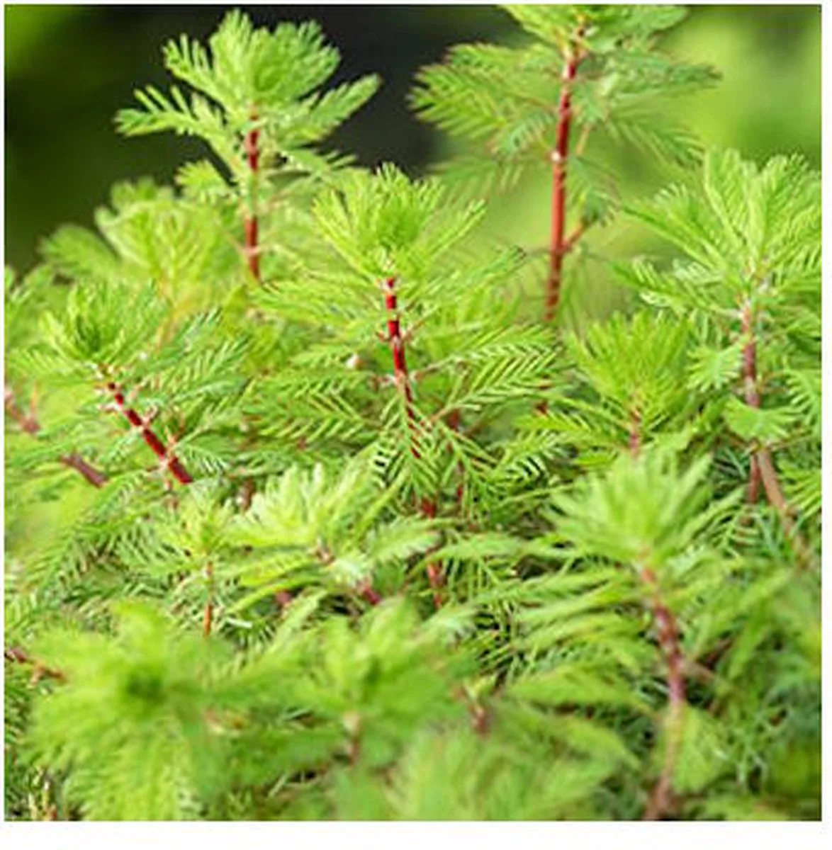 Myriophyllum Rubricaule | Braziliaans Vederkruid | In 25CM Mand de Moerings en Vert – photo produit
