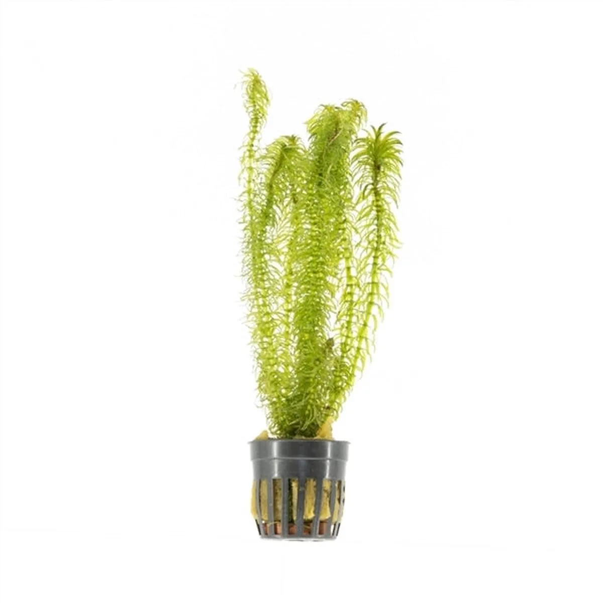 Najas | Nimfkruid | in 5 cm pot von Moerings in Grün – Produktfoto
