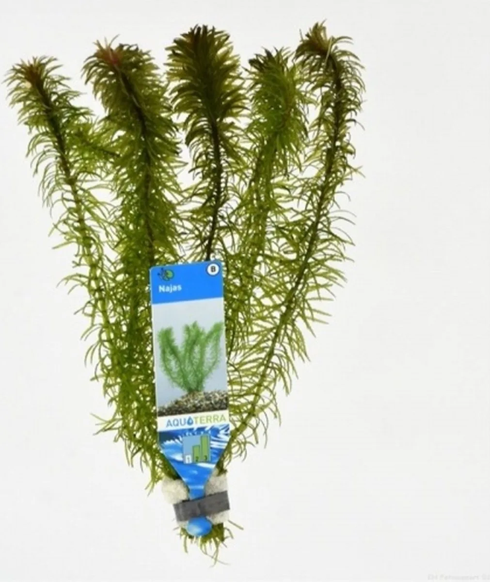Najas | Nimfkruid | in bos met loodje Waterplant von Moerings in Grün – Produktfoto