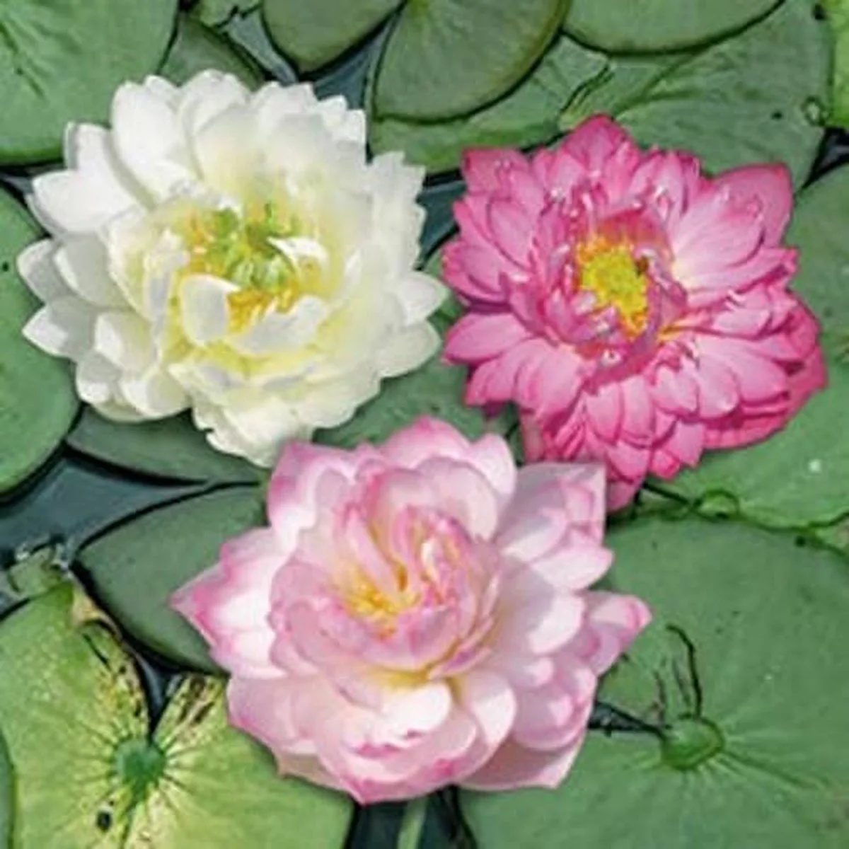 Nelumbo Mix 3 Kleuren | Lotus | In 3L Mand de Moerings en Rouge – photo produit