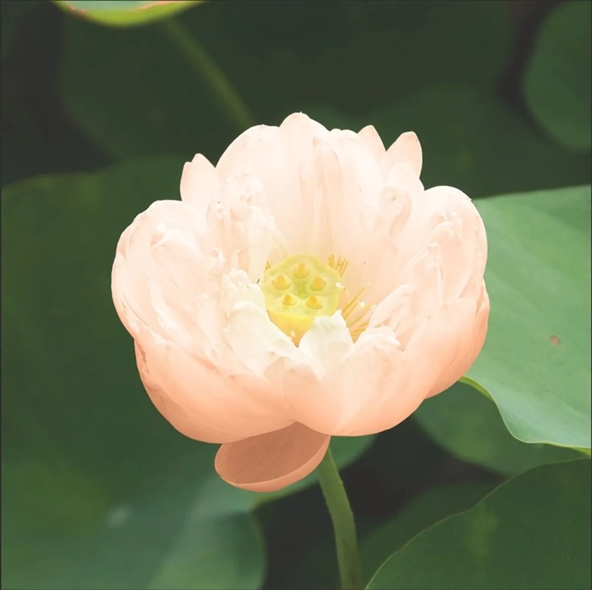 Nelumbo Pygmaea Cream | Cream Lotus | In 3L Mand van Moerings in Crème – productfoto