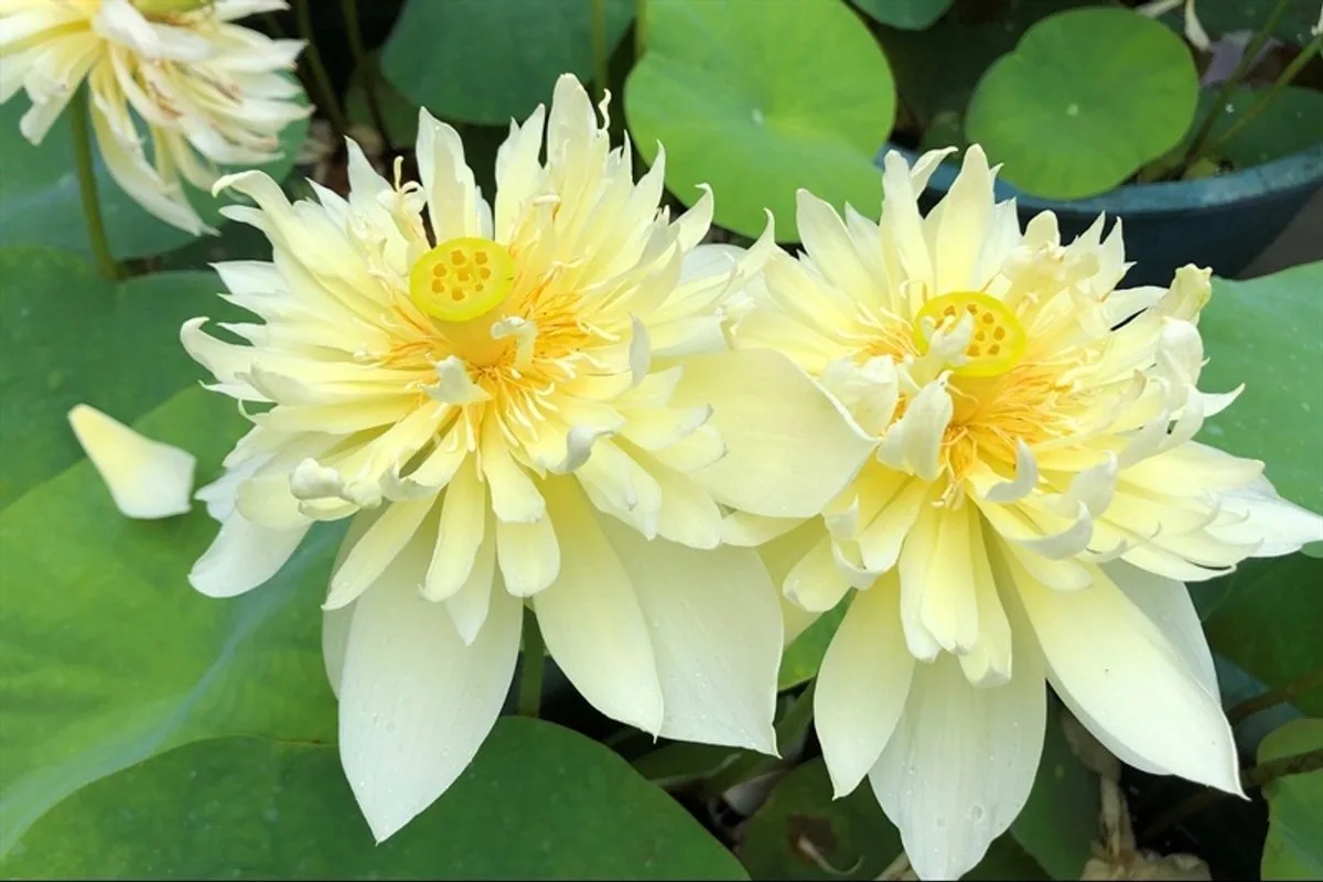 Nelumbo Pygmaea Yellow | Gele Lotus | In 3L Mand de Moerings en Jaune – photo produit