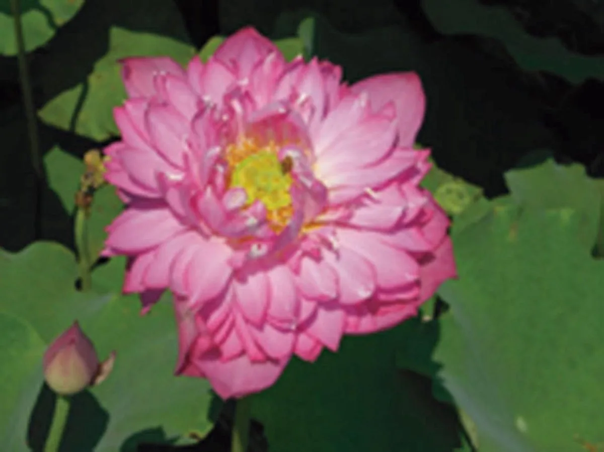 Nelumbo Red | Rode Lotus | In 3L Mand de Moerings en Rouge – photo produit