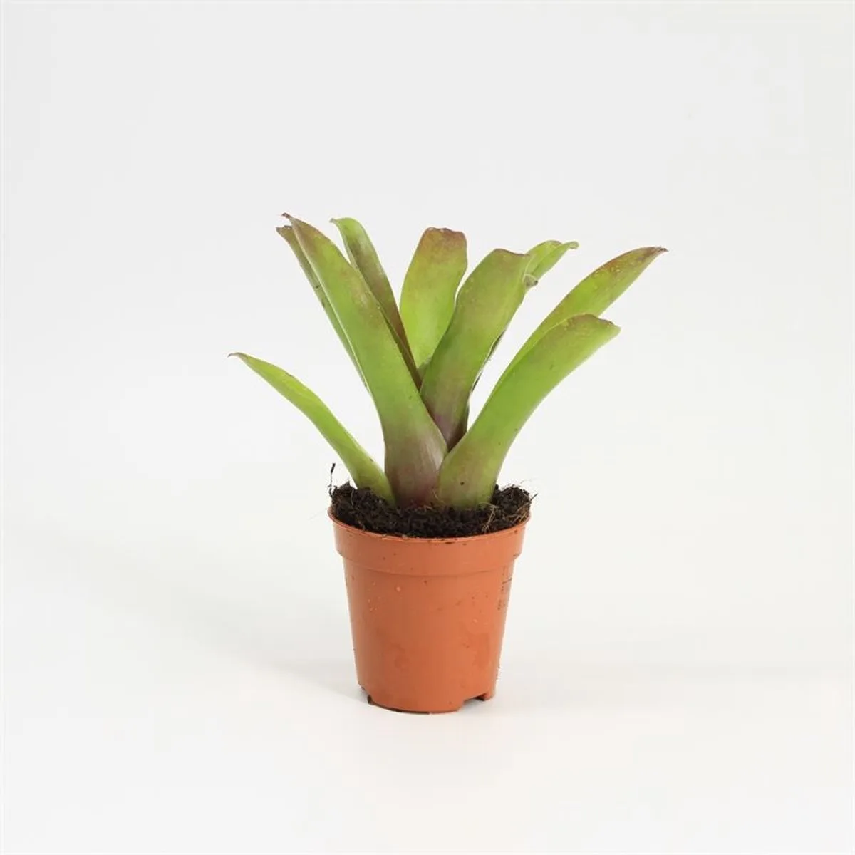 Neoregelia Bromelia in 5 cm pot von Moerings in Grün – Produktfoto
