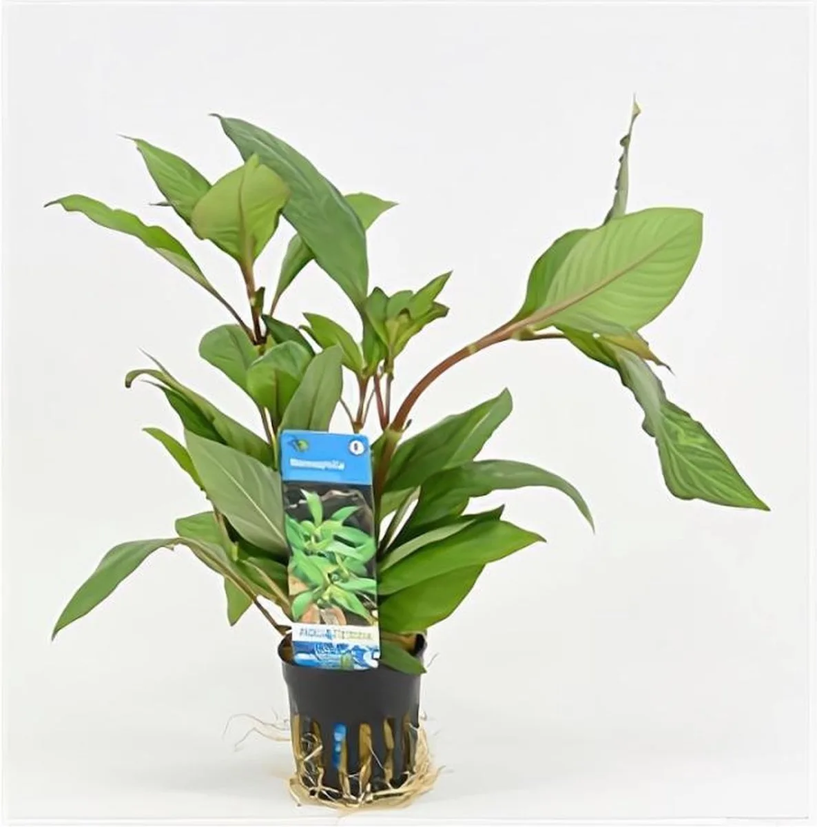 Nomaphila Siamensis in 5 cm pot von Moerings – Produktfoto
