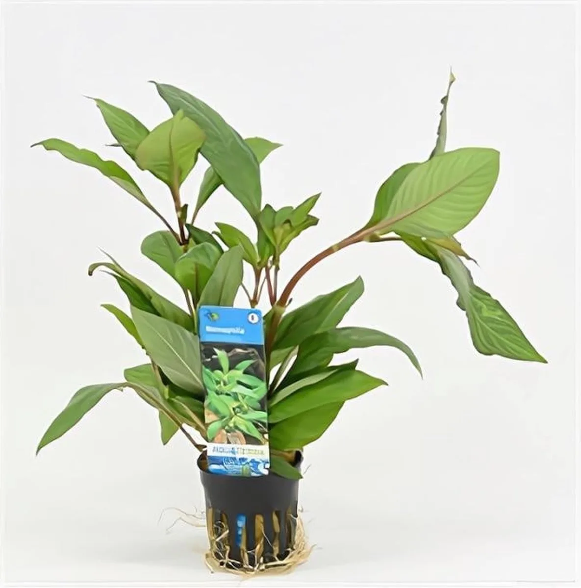 Nomaphila Siamensis | In 9CM pot von Moerings in Grün – Produktfoto