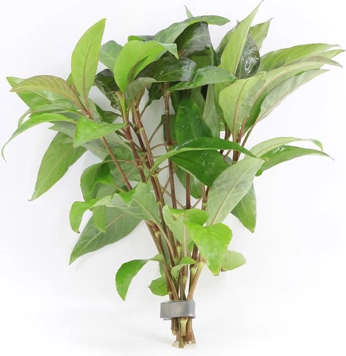 Nomaphila Siamensis in bos met loodje Waterplant de Moerings en Vert – photo produit