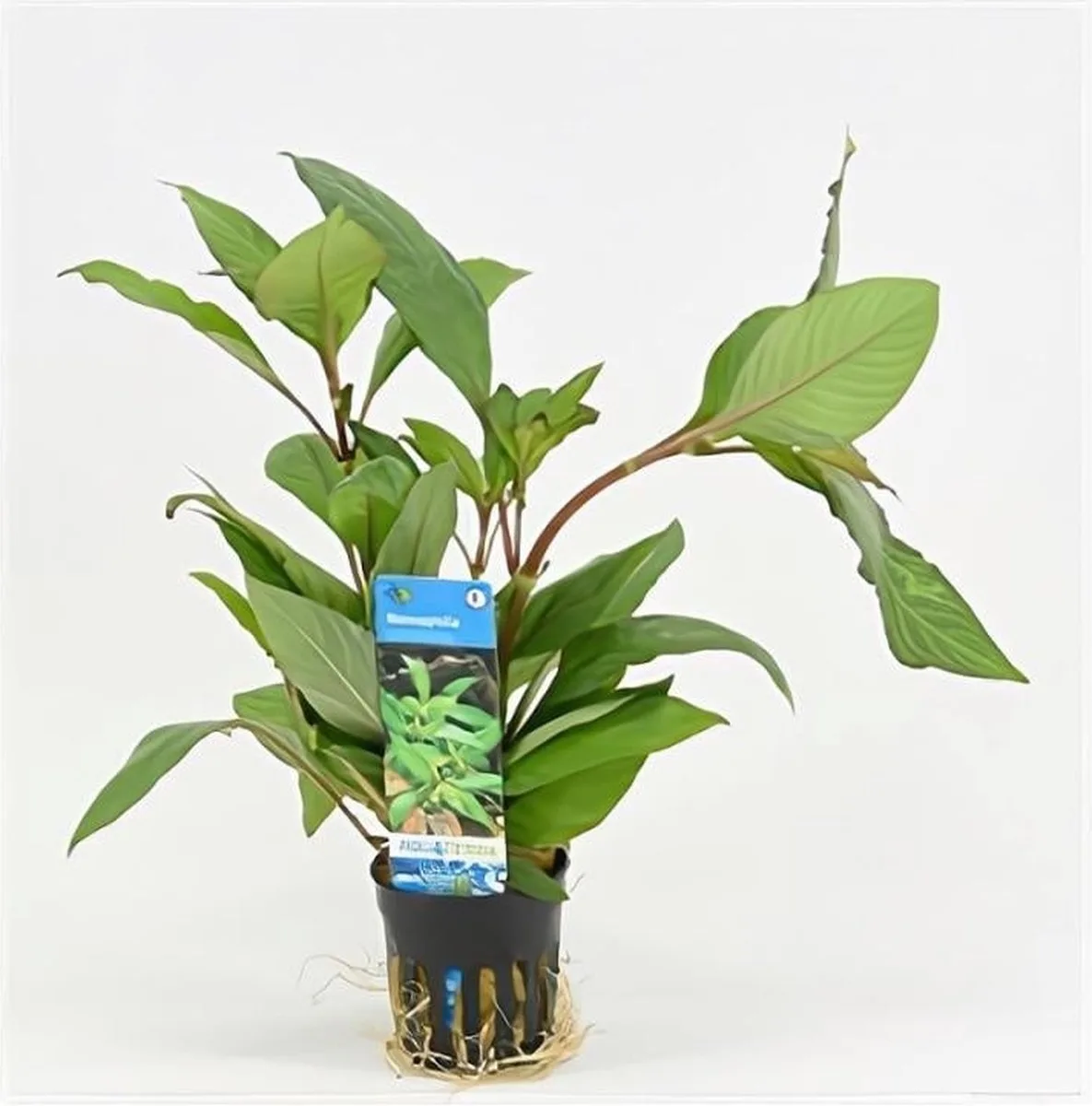 Nomaphila Siamensis | In Terracotta Pot fra Moerings i Grøn – produktbillede
