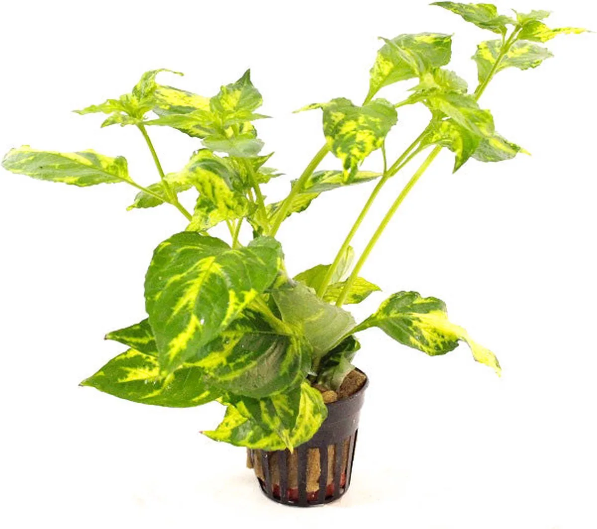 Nomaphila Variegata in 5 cm pot von Moerings in Creme – Produktfoto