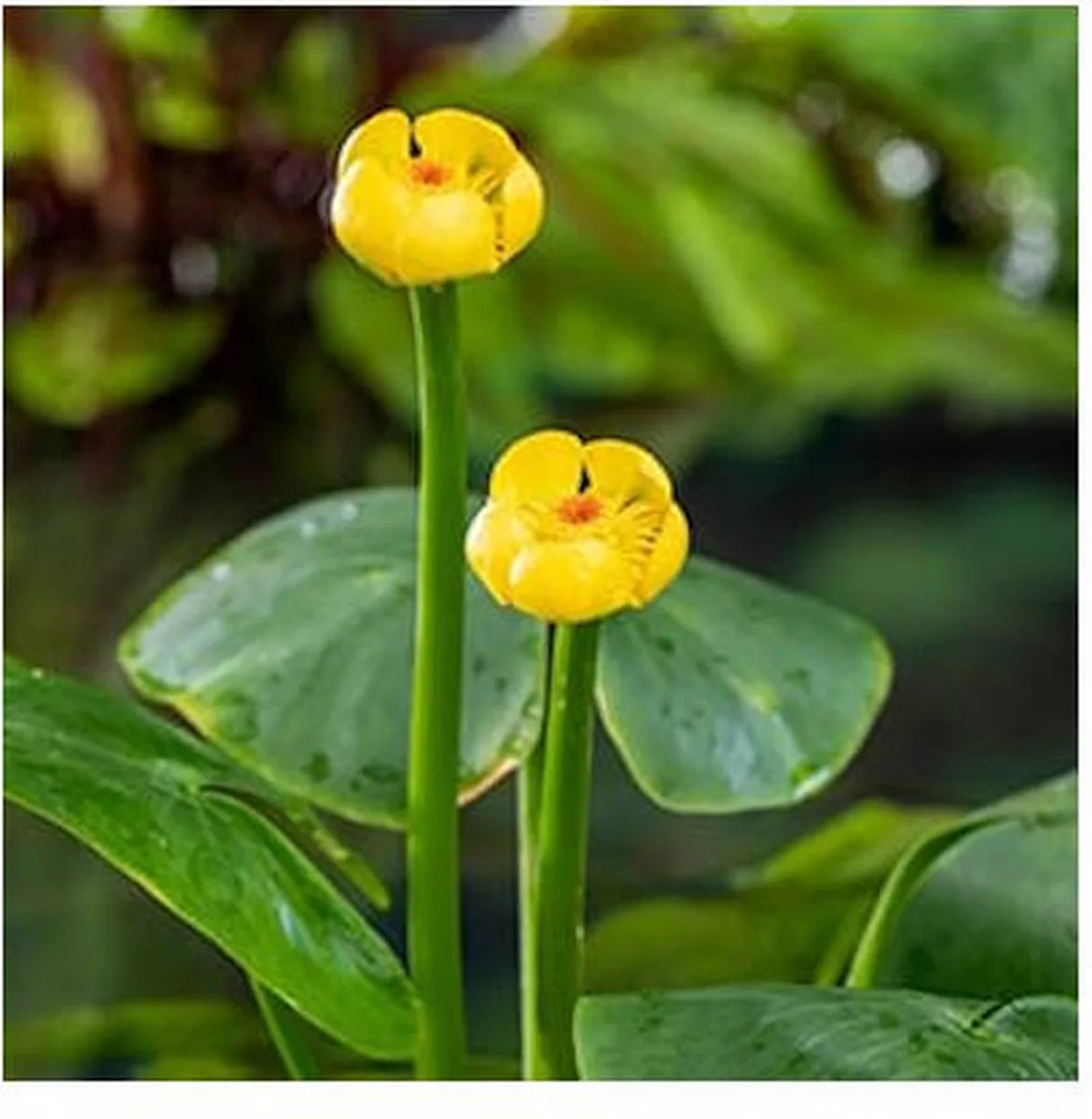 Nuphar Lutea | Gele plomp | In 11CM pot de Moerings en Jaune – photo produit