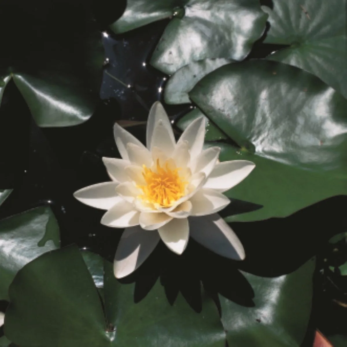 Nymphaea Alba | Waterlelie | In 11CM pot de Moerings en Blanc – photo produit