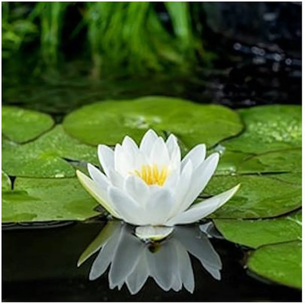 Nymphaea Alba | Waterlelie | In 3L Mand de Moerings en Blanc – photo produit
