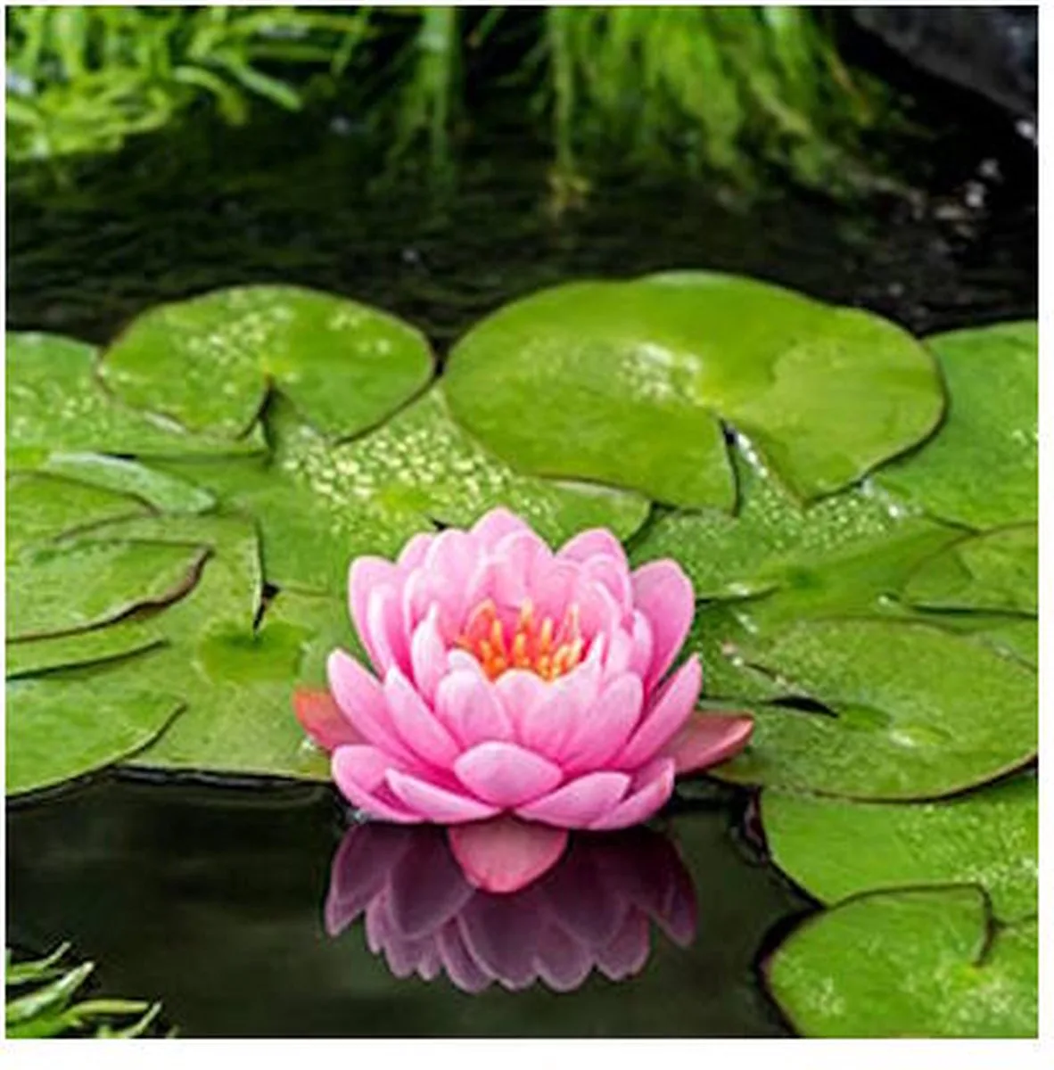 Nymphaea American Star | Waterlelie | In 11CM pot de Moerings en Rose – photo produit