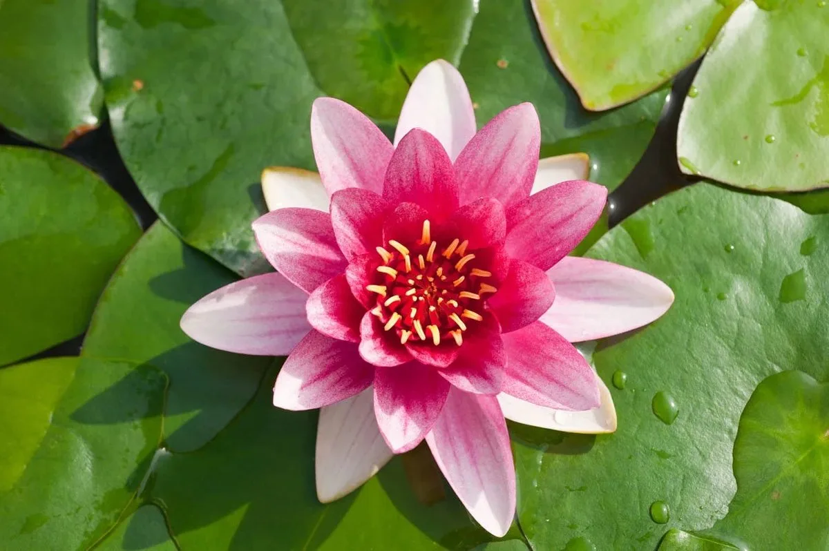 Nymphaea Attraction | Waterlelie | In 11CM pot de Moerings en Rouge – photo produit