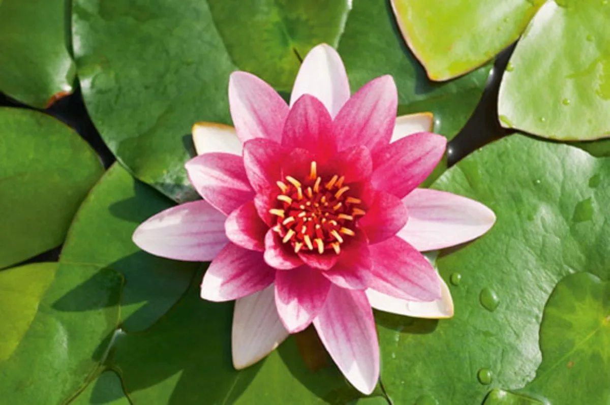 Nymphaea Attraction | Waterlelie | In 3L Mand de Moerings en Rouge – photo produit