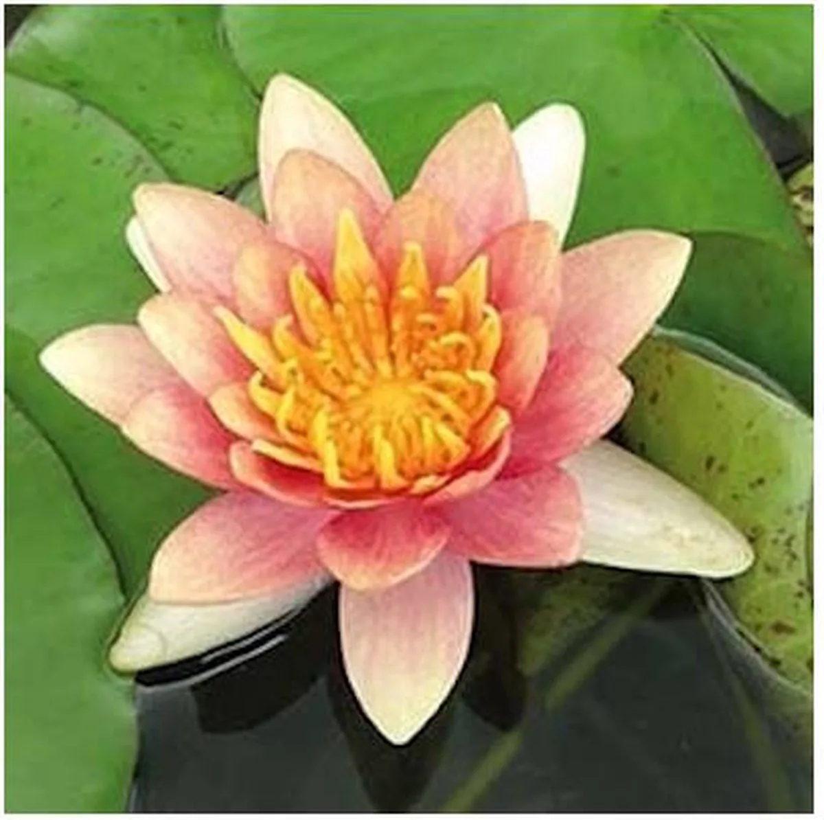 Nymphaea Aurora | Waterlelie | In 3L Mand de Moerings en Rose – photo produit
