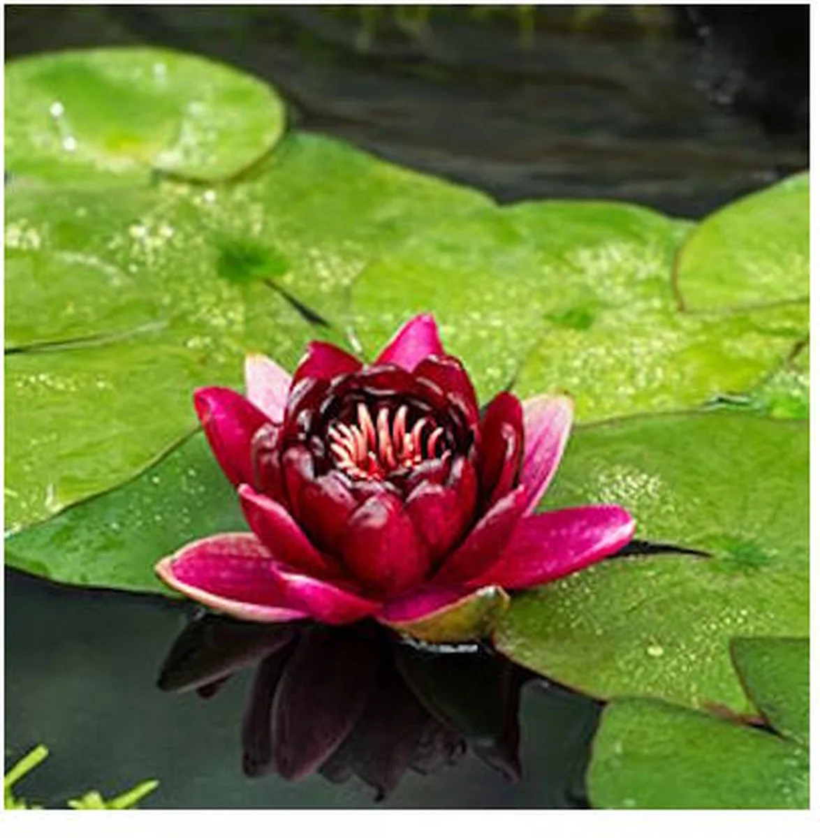 Nymphaea Black Princess | Waterlelie | In 11CM pot från Moerings i Svart – produktbild
