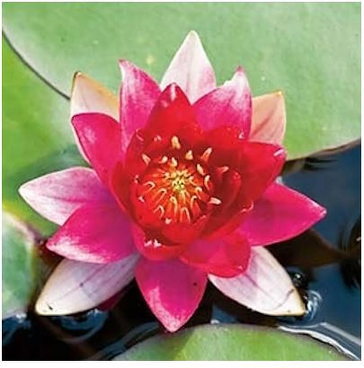 Nymphaea Burgundy Princess | Waterlelie | In 11CM pot fra Moerings i Lilla – produktbillede