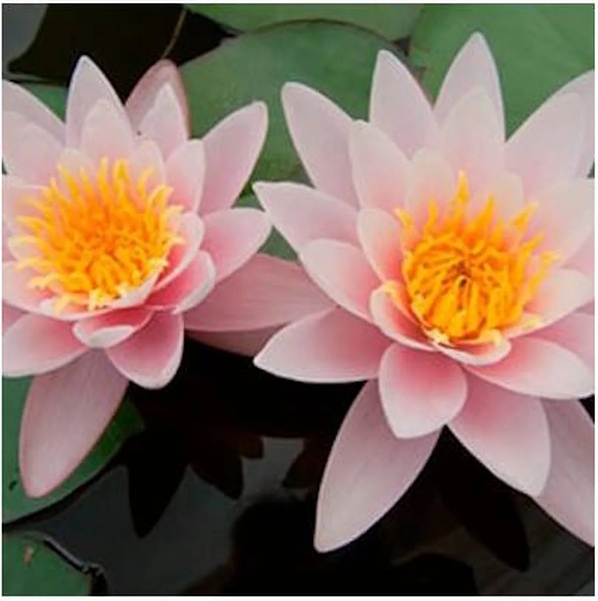 Nymphaea Carnea | Waterlelie | In 3L Mand von Moerings in Rosa – Produktfoto