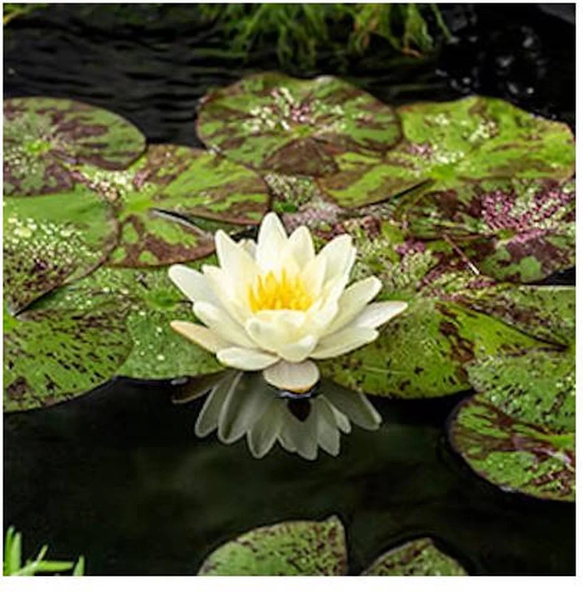Nymphaea Chromatella | Waterlelie | In 3L Mand von Moerings in Gelb – Produktfoto