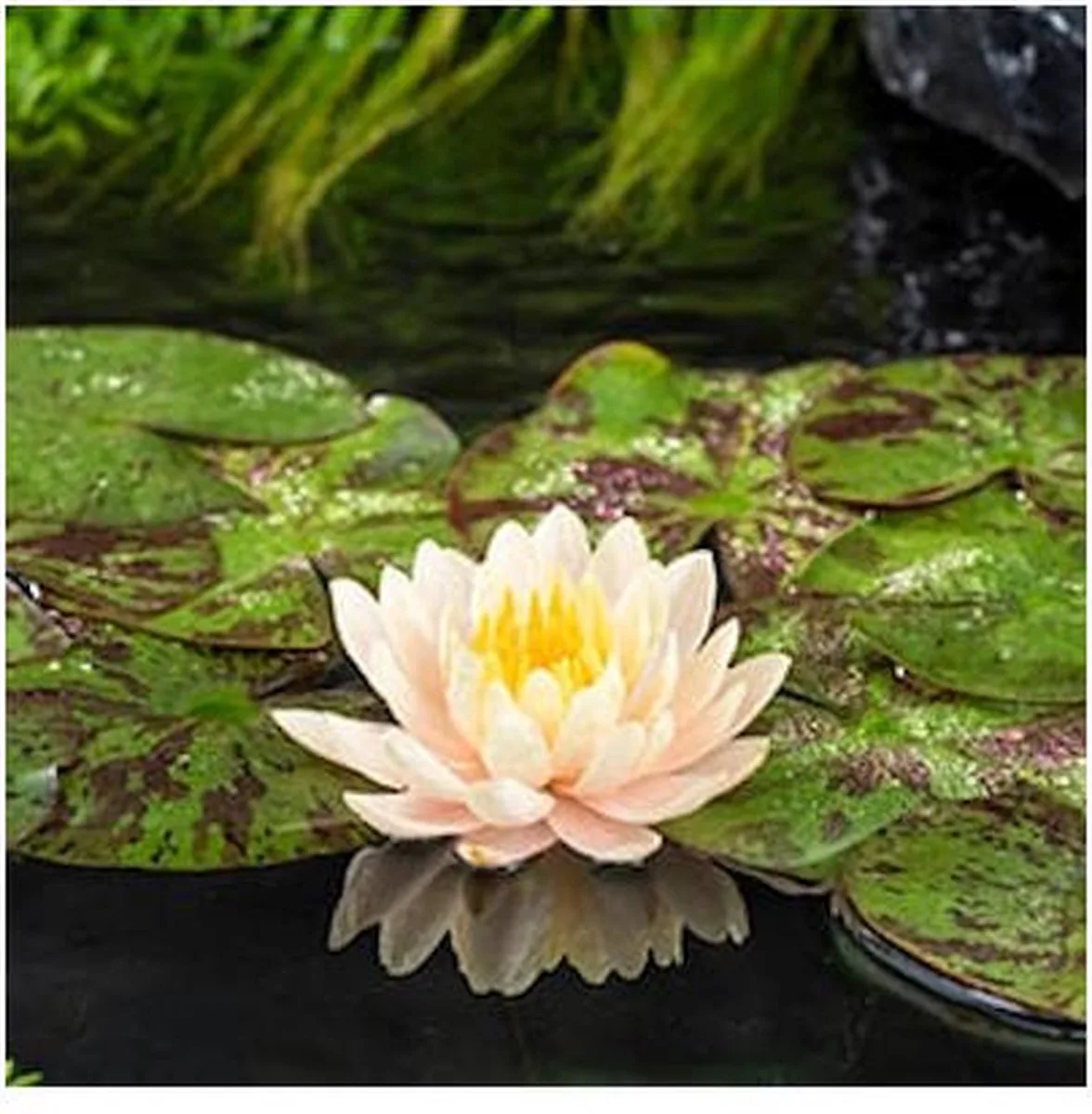 Nymphaea Clyde Ilkins | Waterlelie | In 3L Mand von Moerings in Perzikkleurig – Produktfoto
